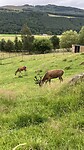 Red deers