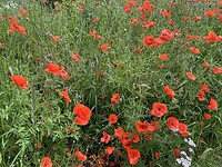 Mooie rode bloemen