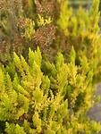 Planten op de heide