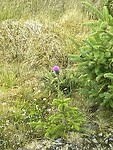 De distel nationale bloem van Schotland