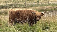 De Highland koe