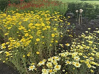 Bloemenweelde