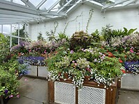 De serre met geraniums