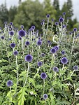 Paarse bloemetjes