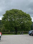 Een mooie boom