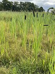 Riet