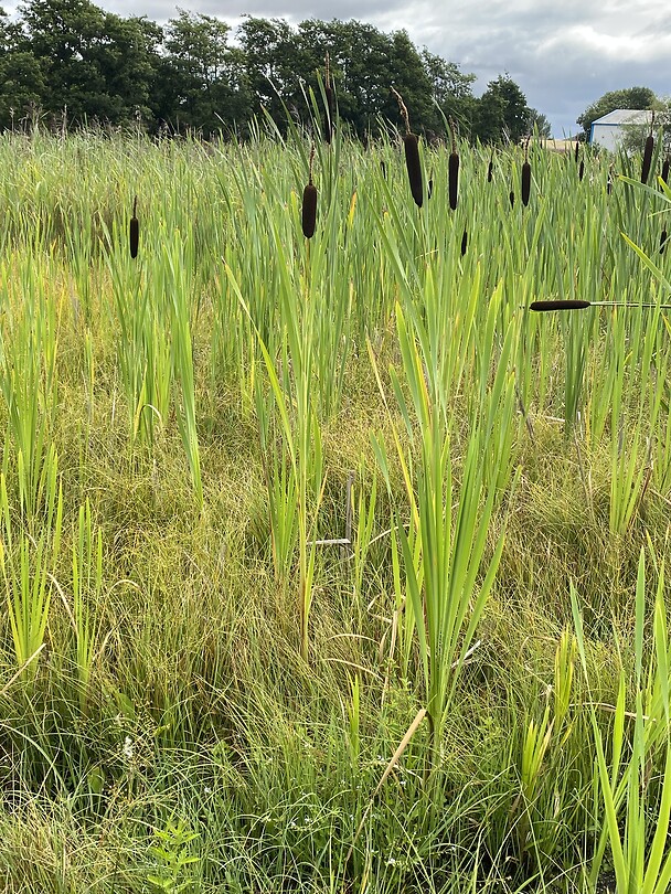 Riet