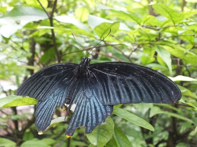 Butterflypark Foto Partiopreis Butterflypark Foto Partiopreis