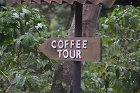 Coffee tour