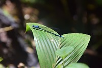 Libelle