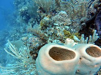 Koraal in Utila