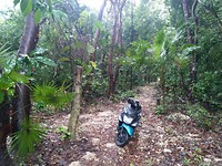 Ons vervoersmiddel door de jungle