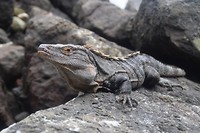 Eerste Wild van Costa Rica