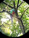 Quetzal