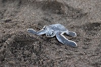 Babyschildpadje!