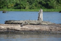 Krokodil