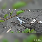Babyschildpadjes in Tortuguero