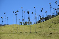 Valle de Cocora