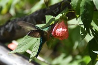 Een kolibrie in Valle de Cocora