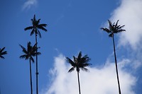 Palmbomen in Valle de Cocora