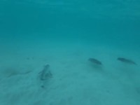 Galapagos pinguïns