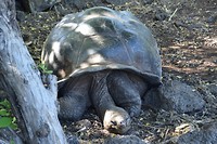 Reuzenschildpad