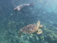 Zeeschildpad