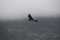 Condor