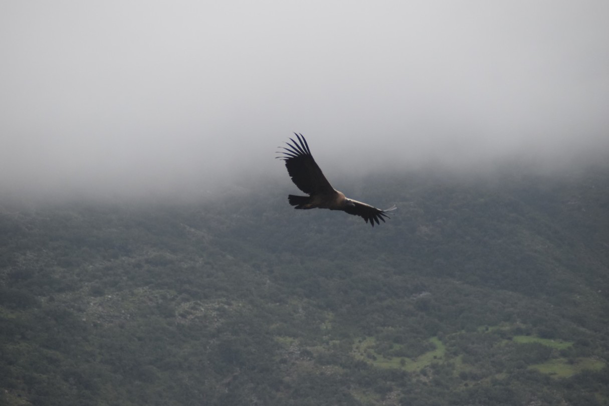 Condor
