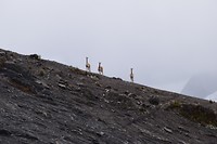 Vicuñas