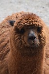 Alpaca