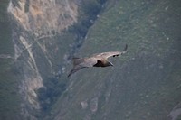Condor