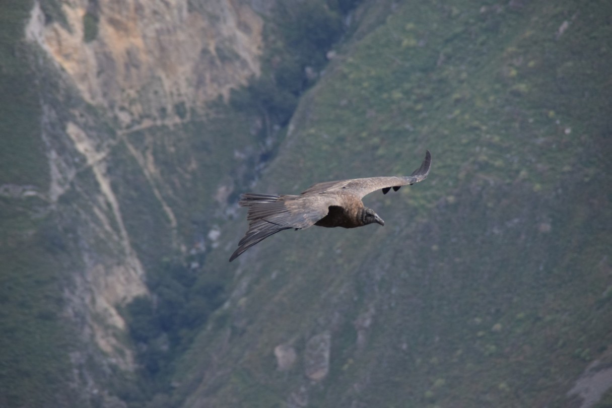 Condor