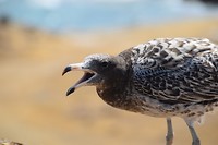 De vogels hielden wel van droog brood