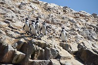 Pinguïns