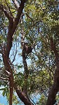 Koala!