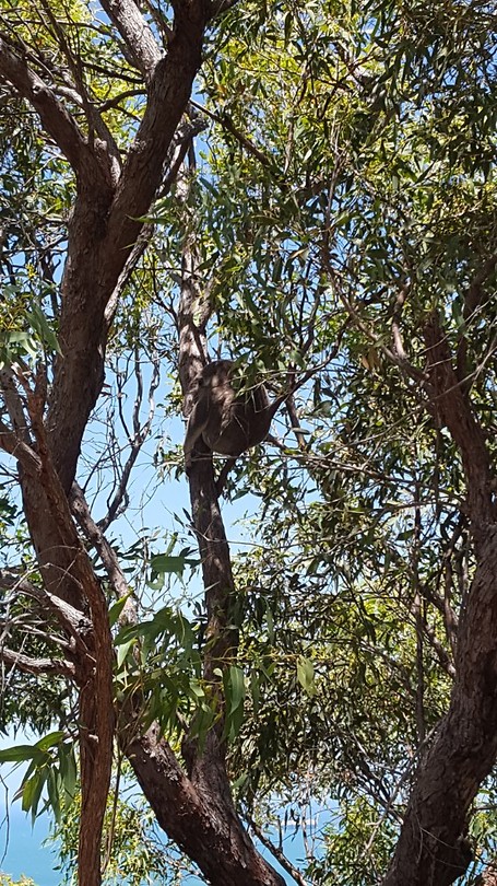 Koala!