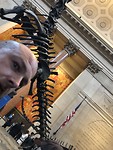 Dinosaurus