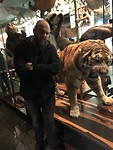 Tijger
