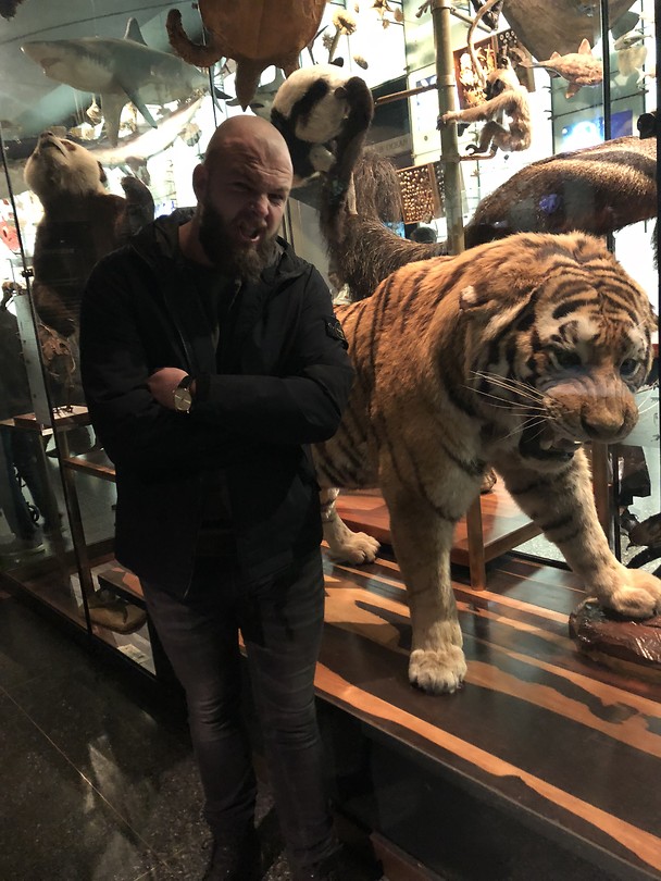 Tijger