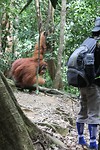 orang oetang