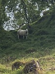 Geen rendieren meer maar schaapjes langs de weg.