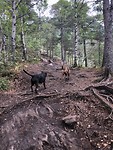 Behoorlijk stijgende wandeling.