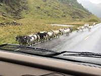 Rendieren hebben plaats gemaakt voor schapen.
