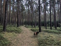 Müritz-nationalpark.