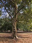 Zomaar een mooie plataan in het park.