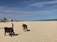 Strand van casalborsetti.