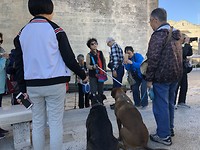 Chinezen vinden onze honden geweldig.