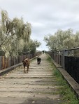 Wandelen met de hondjes.