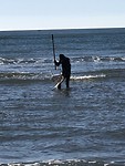 Visser op zoek naar schelpdieren.